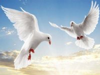 Flying Birds Slide Puzzle Online Game - Puzzle Game