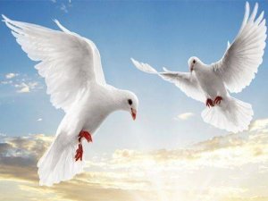 Flying Birds Slide Puzzle Online Game - Puzzle Game
