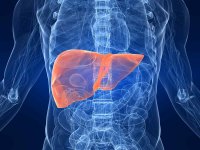 Pig Organs as Scaffolds: New Path to Lab-Grown Human Transplants
