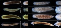 Flatworms Grow Foreign Heads and Brains in Tufts Bioelectric Experiment