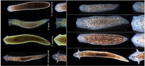 Flatworms Grow Foreign Heads and Brains in Tufts Bioelectric Experiment