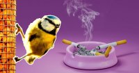 Why Some Birds Collect Cigarette Butts for Their Nests