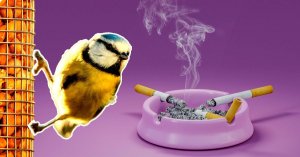 Why Some Birds Collect Cigarette Butts for Their Nests