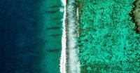Coral IVF: Australian Team Banks Reef Spawn to Reverse Die-Off