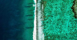 Coral IVF: Australian Team Banks Reef Spawn to Reverse Die-Off