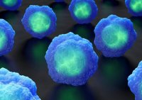 New Stem Cell Type Could Recreate Early Embryo Development